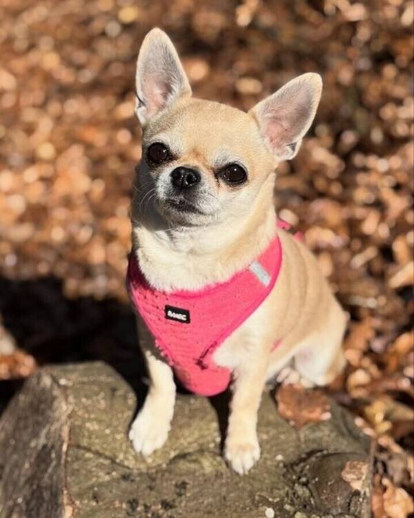 Hund - Gucci 