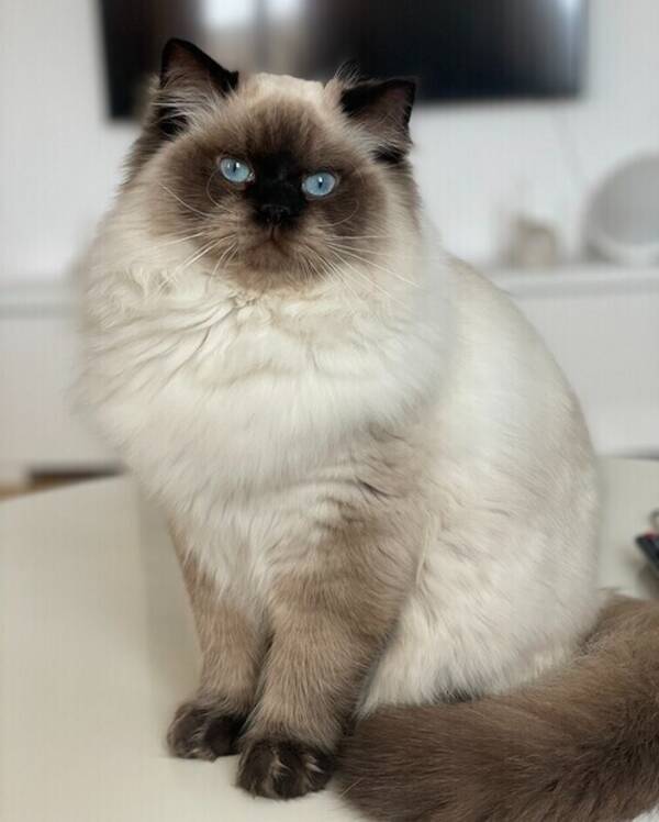 Katt - Gio
