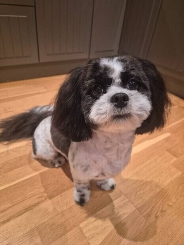 Hund - Ozzy