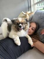 Kleinspitz