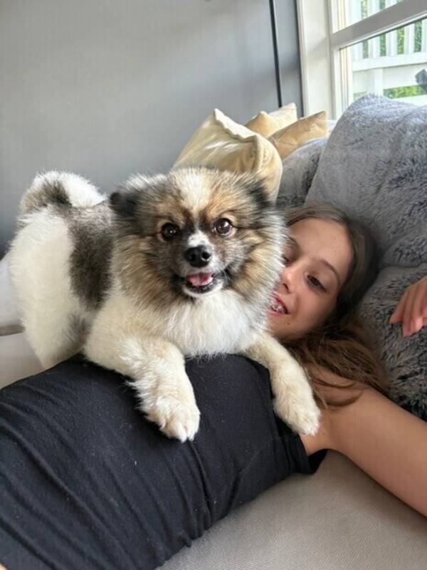 Hund - Kleinspitz