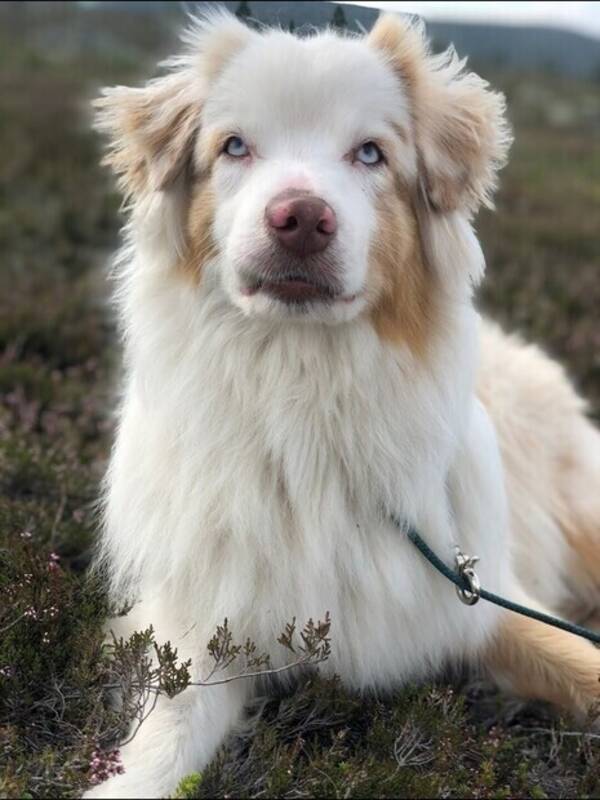 Hund - Aussien Lera
