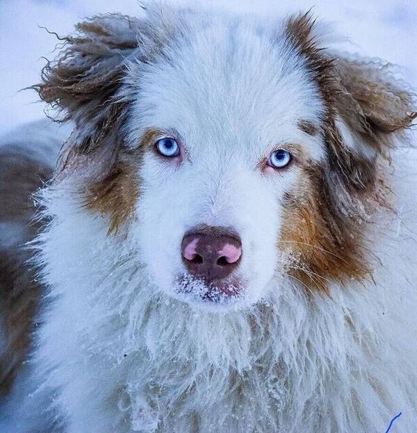 Hund - Aussien Lera