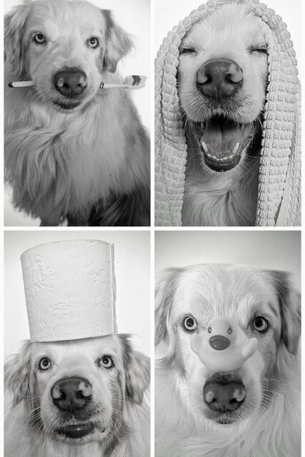 Hund - Aussien Lera