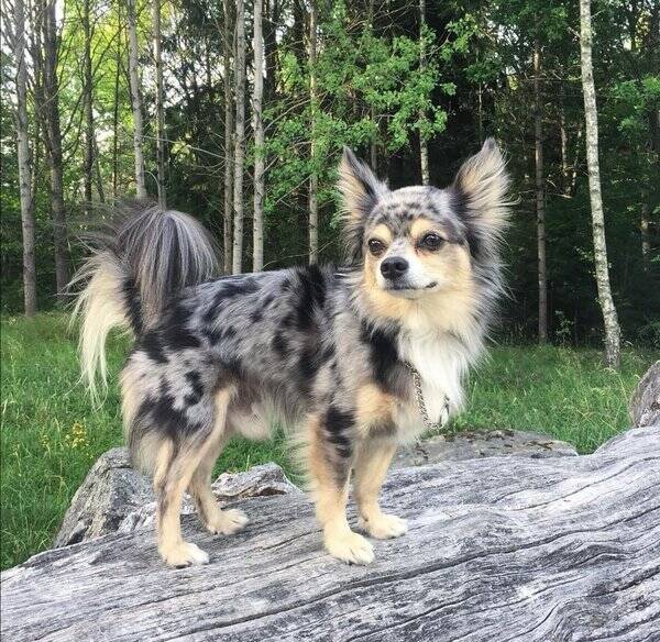 Hund