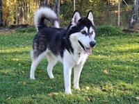 Luna - malamute