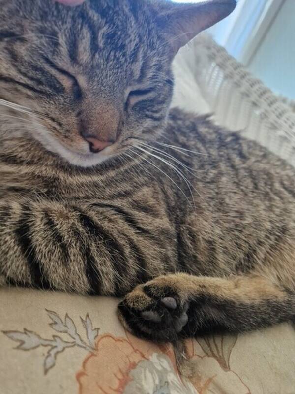 Katt - Huskatt. Leo