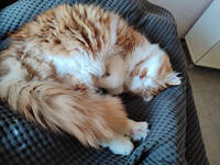 Katten Karo 