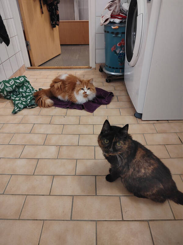 Katt - Katten Karo 