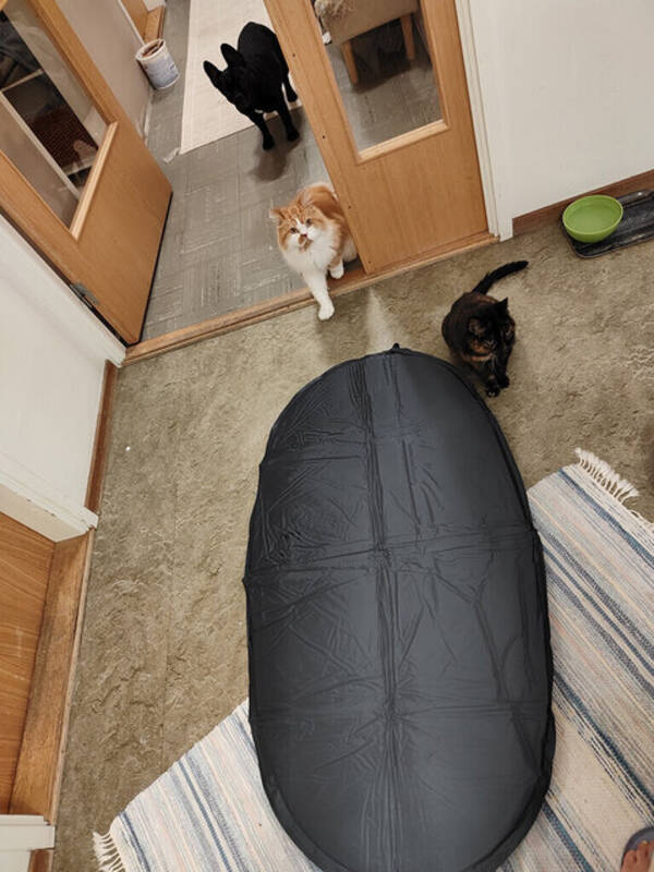 Katt - Katten Karo 