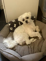 Maltesern Bamse 