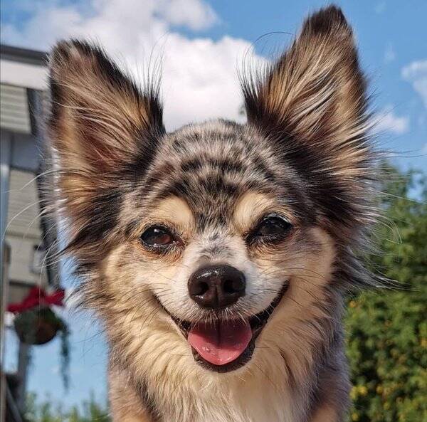 Hund