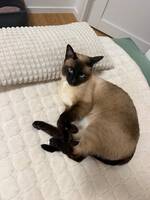 Siamesisk hankatt – 3,5 år