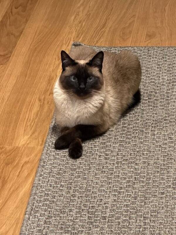 Katt - Siamesisk hankatt – 3,5 år