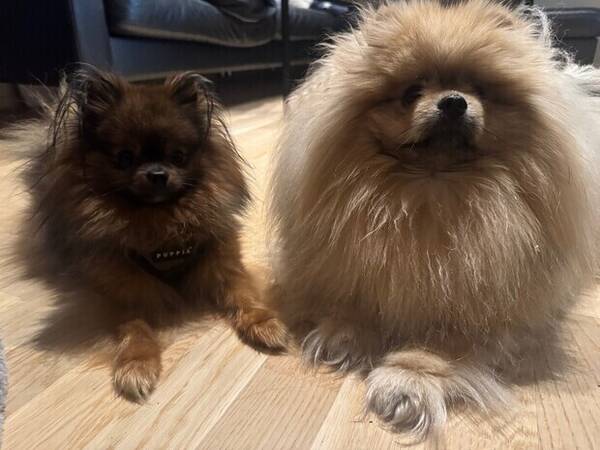 Hund - Pomeranien Bamse & Kira