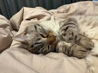 Katten Bambi