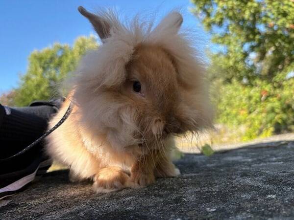 Övrigt - Kaninen PomPom