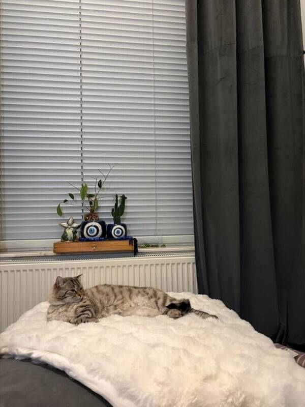 Katt - Katten Bambi