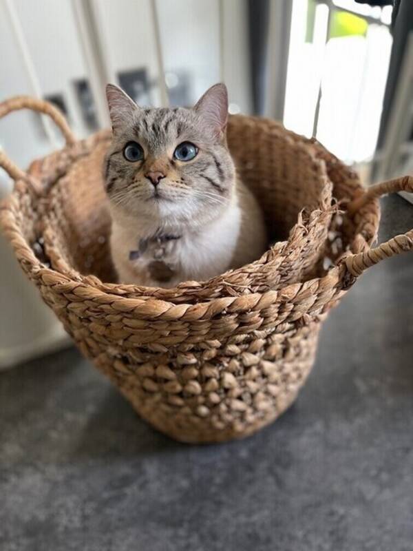 Katt - Katten Bambi