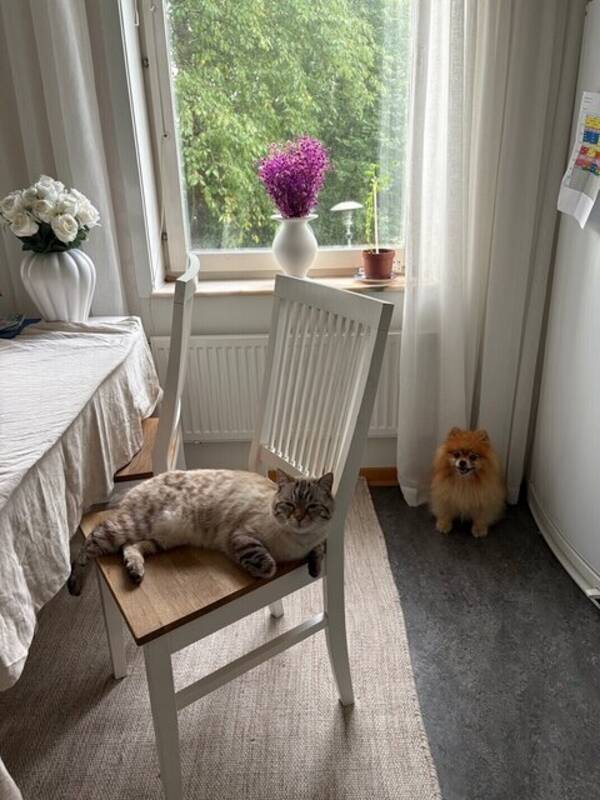Hund - Luie 