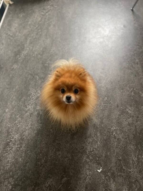 Hund - Luie 