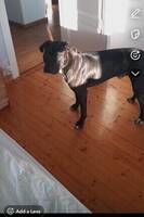 Pitbull