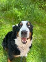 Berner sennen