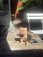 American Bully Exotik/Pocket