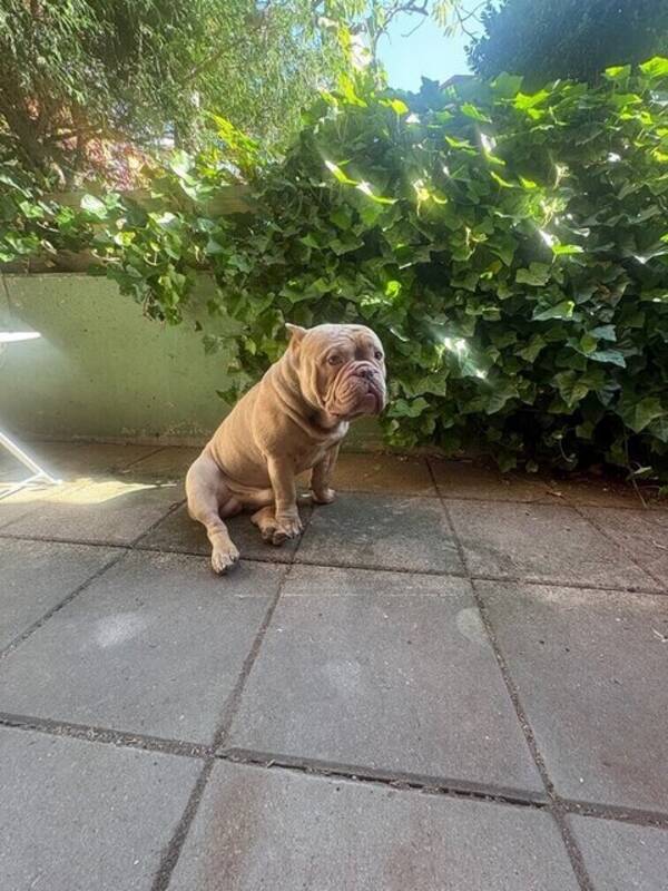 Hund - American Bully Exotik/Pocket