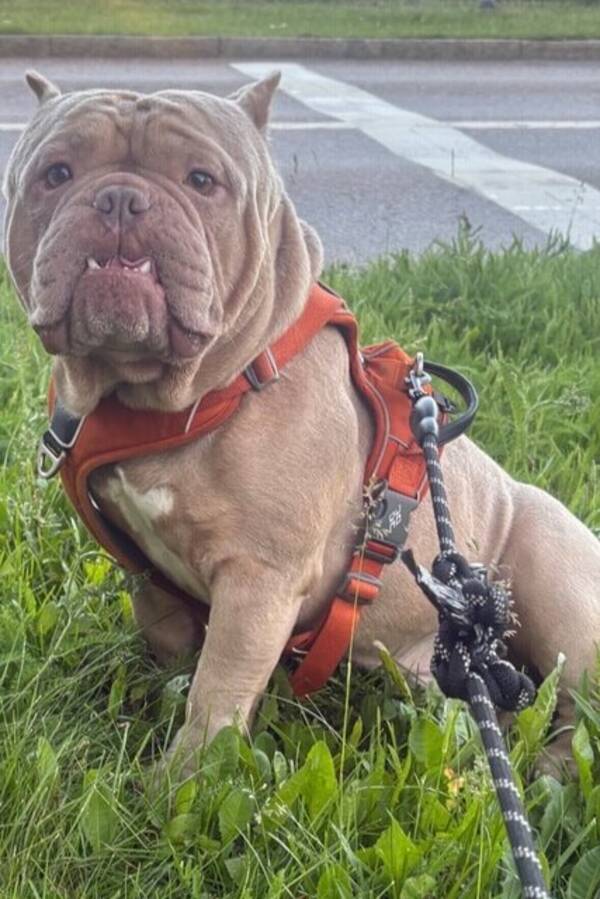 Hund - American Bully Exotik/Pocket