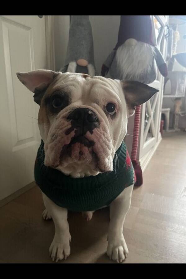 Hund - Börje