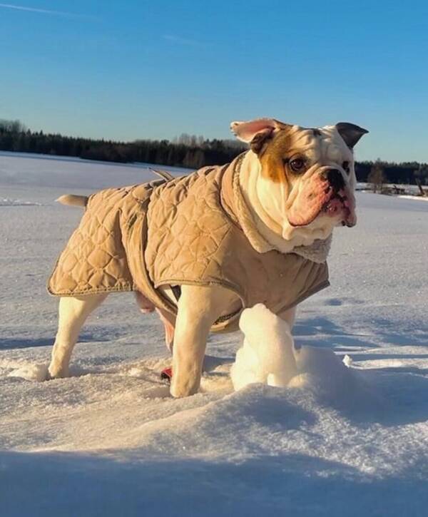 Hund - Börje