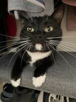 Katten Lillan