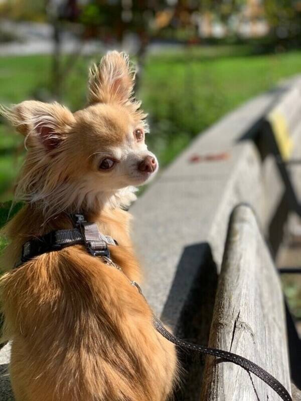 Hund - Chihuahua. Kila