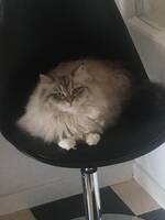 Katten Ester