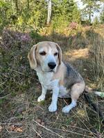 Beagle