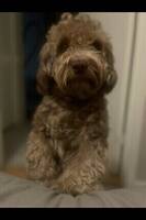 Bichon havanese kenta