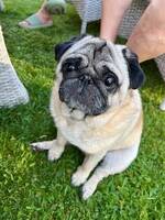 Mopsen Pumba