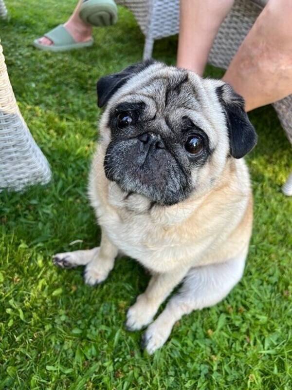 Hund - Mopsen Pumba