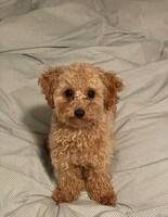 Maltipoo Alfie