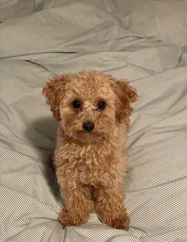 Hund - Maltipoo Alfie 