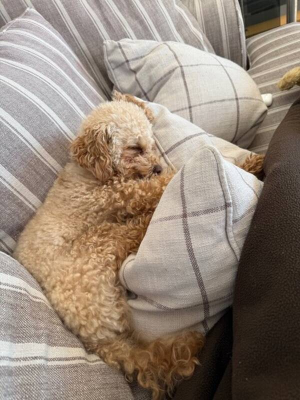 Hund - Maltipoo Alfie 