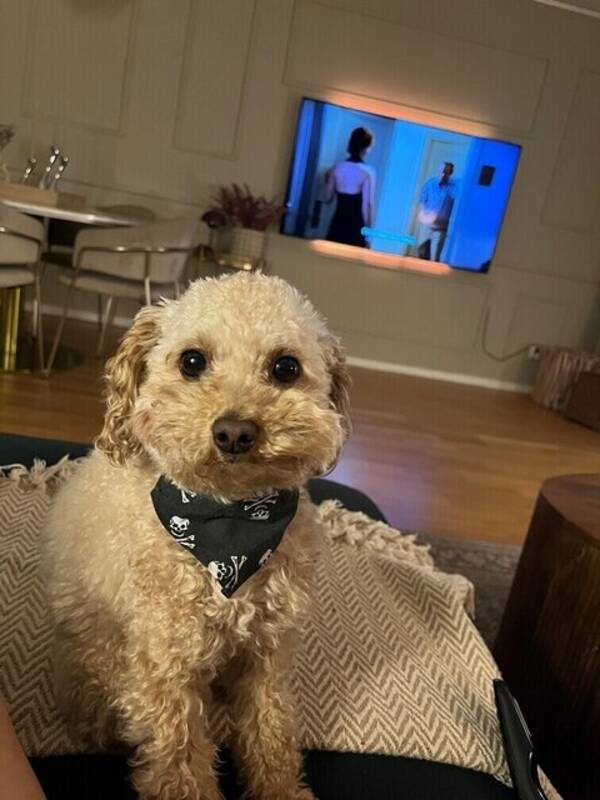 Hund - Maltipoo Alfie 