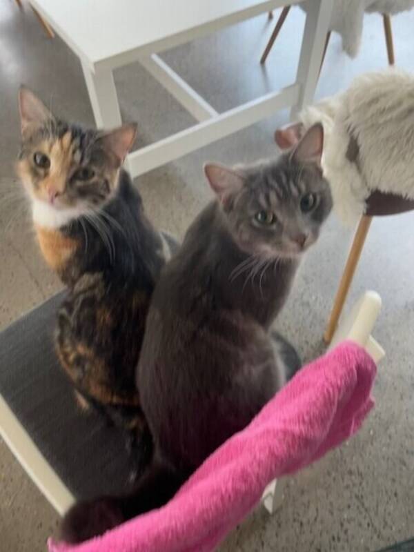 Katt - Två katter
