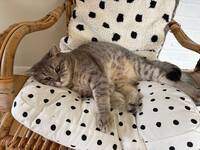Katten Tiger