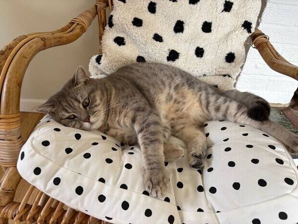 Katt - Katten Tiger