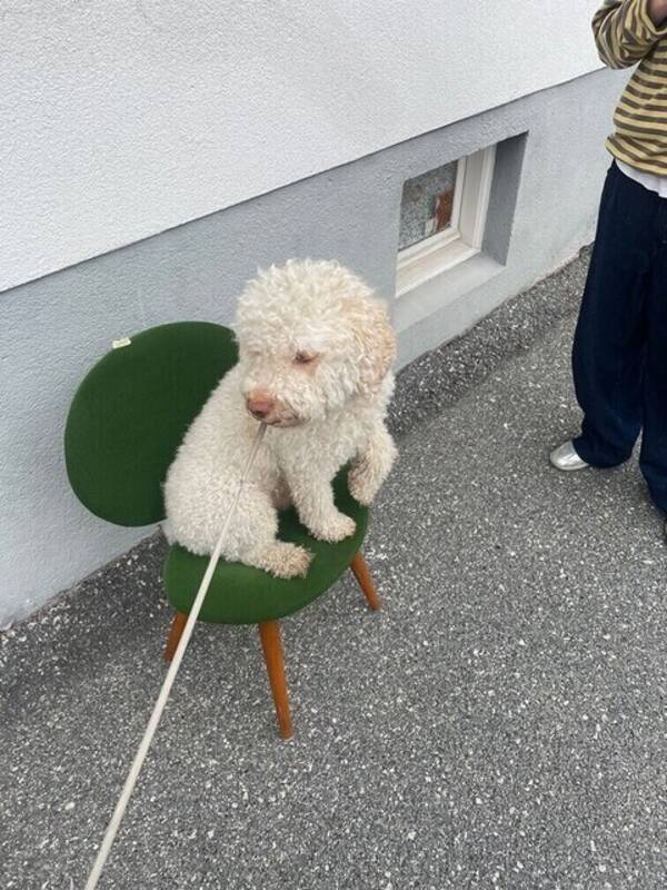 Hund - Lagotton Milio