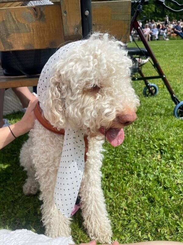Hund - Lagotton Milio