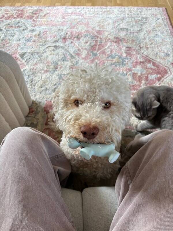 Hund - Lagotton Milio