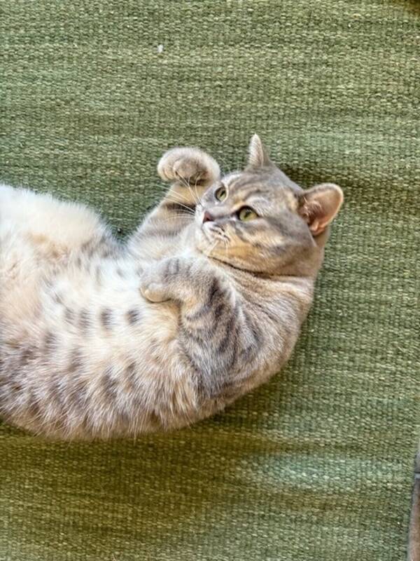 Katt - Katten Tiger